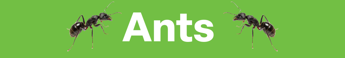 pestcontrol