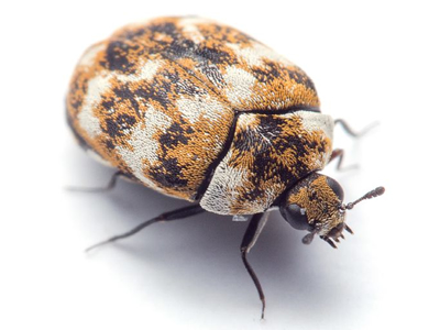 Carpet Beetle & Moth Killer 500ml RTU Spray - Zero In Official