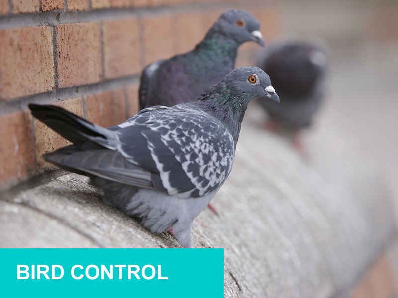 PestFix Next Day Pest Control Supplies For DIY and Professional Pest Controllers