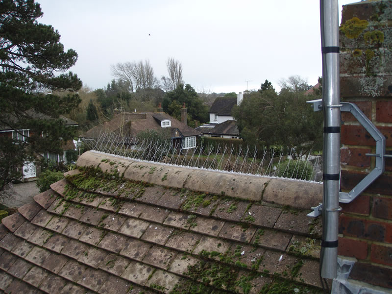 Is The Use Of Pigeon Spikes Really Necessary