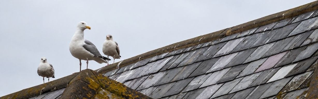 Bird control solutions for buildings and commercial properties