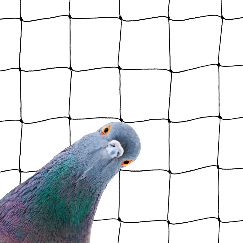 Pigeon Netting 50mm Black