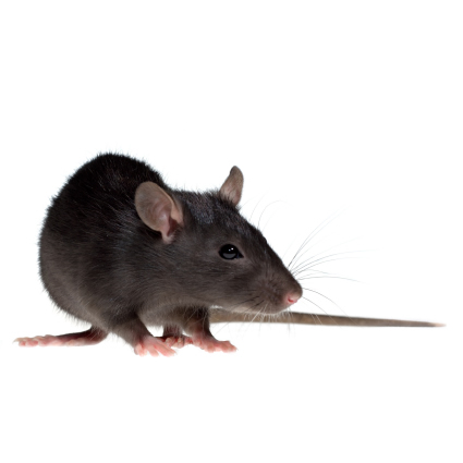 Rat Poison RACAN Force Paste Rat Killer 10g Sachets