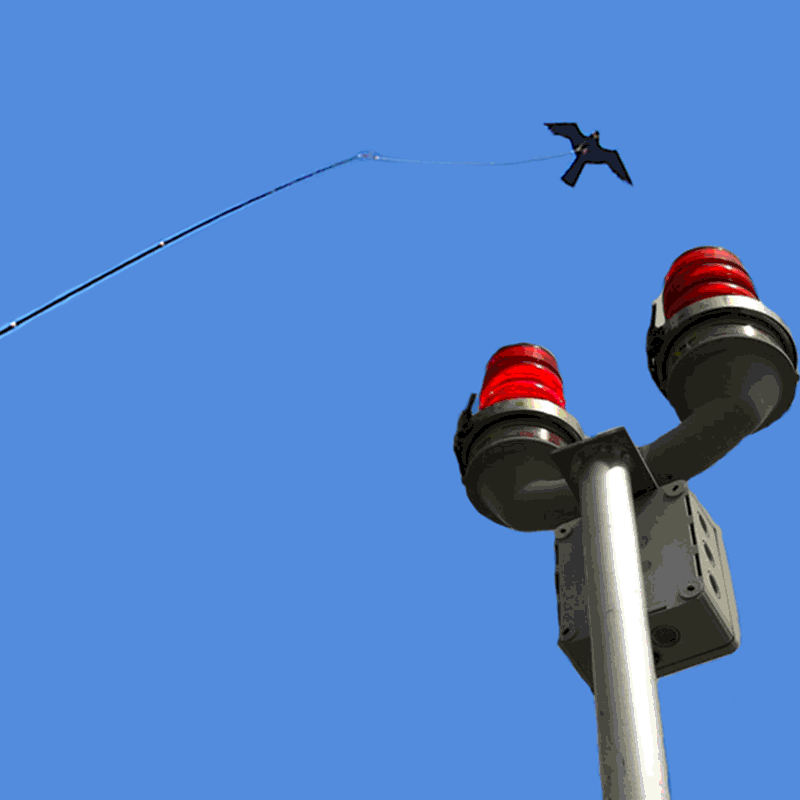 A zoo's plan to scare off seagulls is unflappable