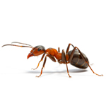 Imidasect ANTS - Ant Gel 35g Syringe