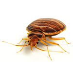 Phobi Larvox Insect Growth Regulator for Bedbug Control