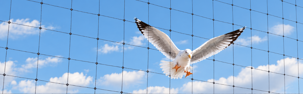 Bird control solutions for buildings and commercial properties