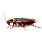 Trappit CR Cockroach Lure Sticky Pads RTU