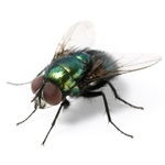 Sheila RB1 Fly Bait Granular Fly Killer
