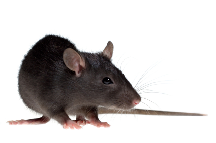 Rentokil Mouse and Rat Killer Pasta Bait 