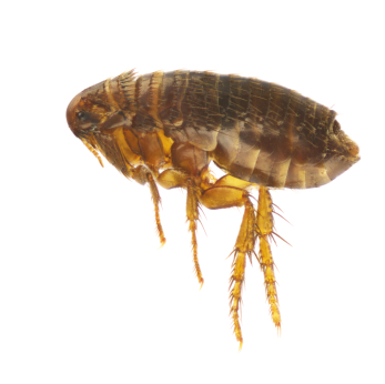 Rentokil Insectrol Flea Killer