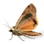 Trappit Black Stripe Delta Moth Trap With Clothes Moth Lure