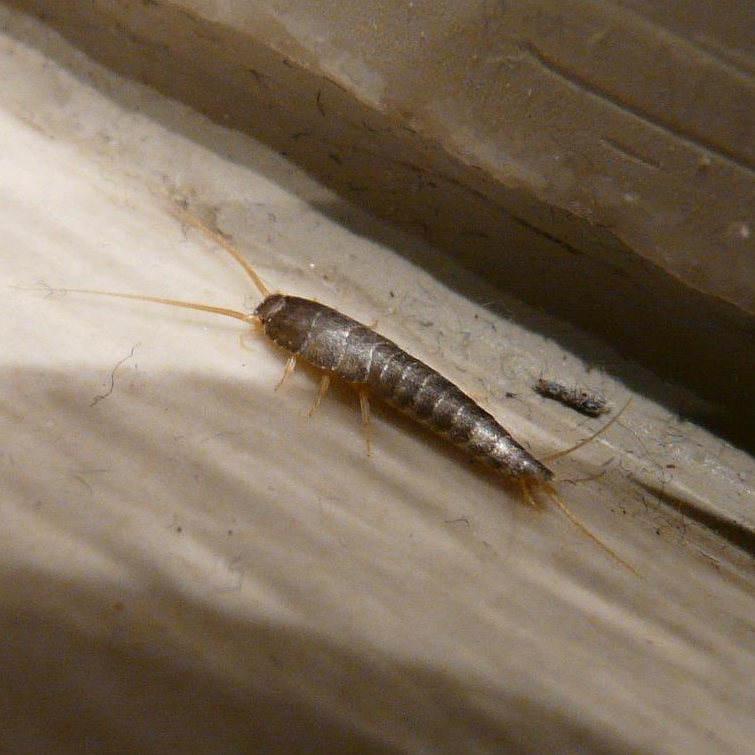 Silvercheck Glue Trap for Silverfish - Main Image