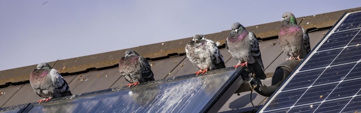 Bird control solutions for buildings and commercial properties