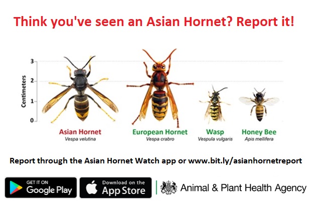 Think you've seen an asian hornet, report it.